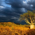 Baobab at Emma gorge Australië