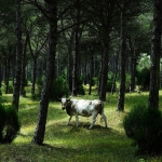 Cow Andalucia Spain