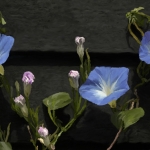 Ipomoea