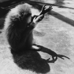 PWD-012-GIBBON