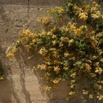 Mur Marocains no. 19a
