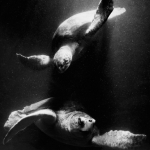 2 Soepschildpadden 2 Soepschildpadden