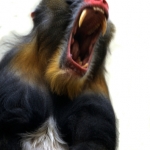 Mandril Mandril