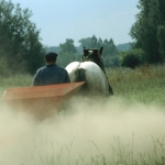 Zeeuws trekpaard Zeeuws trekpaard