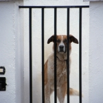 Asielhondje Asielhondje