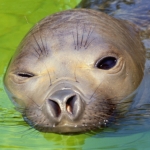 Zeehond Zeehond