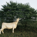 Charolais koe op Hilversumse heide Charolais koe op Hilversumse heide