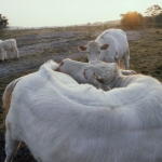 Charolais koeien op Hilversumse heide Charolais koeien op Hilversumse heide