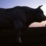 Charolais stier op Hilversumse heide Charolais stier op Hilversumse heide