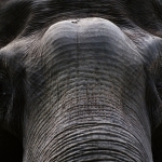 Olifant Murugan in Artis Olifant Murugan in Artis