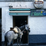 Paard voor café Paard voor café