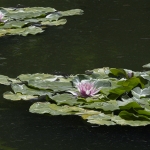 Waterlelies Waterlelies