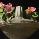 Begonia's Begonia's