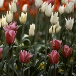 Tulpen Tulpen