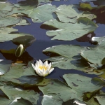 Waterlelie in tuin Giverny Waterlelie in tuin Giverny