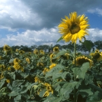 Zonnebloemen Zonnebloemen
