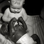 Mijn kleinzoon met gorillababy Bakira Mijn kleinzoon met gorillababy Bakira