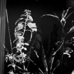 Planten in zonlicht Planten in zonlicht