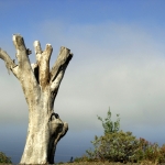 Boomstronk La Palma Spanje Boomstronk La Palma Spanje