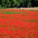 Rode bloemen Rode bloemen