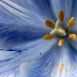 Meeldraden van tulp Meeldraden van tulp