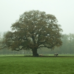 Boom met paarden Boom met paarden