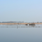 Reiger - Ankeveense plassen Reiger - Ankeveense plassen