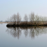 Weerspiegeling met 2 futen Weerspiegeling met 2 futen