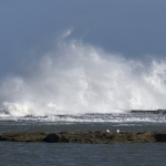 Zeemeeuwen op de kust van Rabat Marokko Zeemeeuwen op de kust van Rabat Marokko