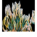 Pola-001 Pola-001