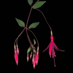 Fuchsia Fuchsia