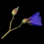 Tibuchina Tibuchina