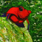 Strawberry poison frog Strawberry poison frog