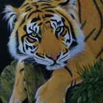 LAZY TIGER