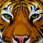 TIGER LOOK