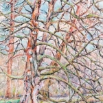 De wijze boom van Dickninge De wijze boom van Dickninge