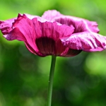 papaver papaver