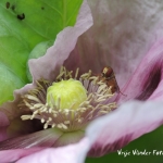 papaver papaver