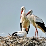 Ooievaars op nest Ooievaars op nest