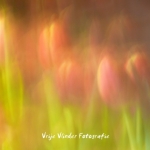 Tulpen Tulpen