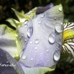 Iris Iris