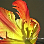 Tulip Tulip