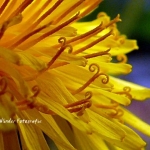 Paardenbloem macro Paardenbloem macro