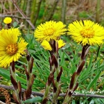 Hoefblad Hoefblad
