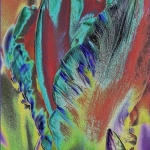 Tulp bewerkt Tulp bewerkt