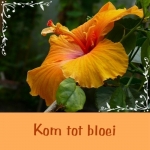 bloei bloei