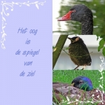 oog oog