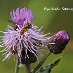 Distel met vliegje Distel met vliegje