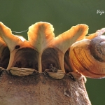mooi natuurbeeld mooi natuurbeeld