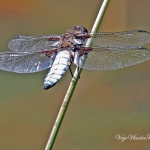 Libelle Libelle